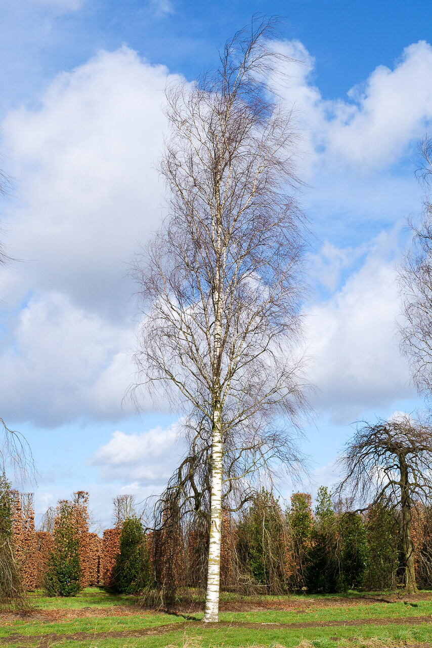 Betula pendula 'Laciniata' Betula pendula 'Laciniata' Van den Berk